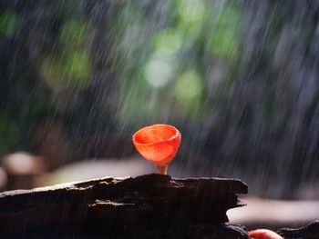  
fungi cup red mushroom champagne cup or pink burn cup on decay wood in forest. 