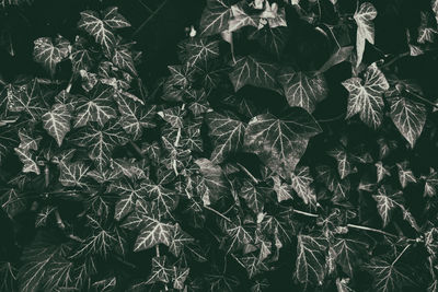 Full frame shot of leaves