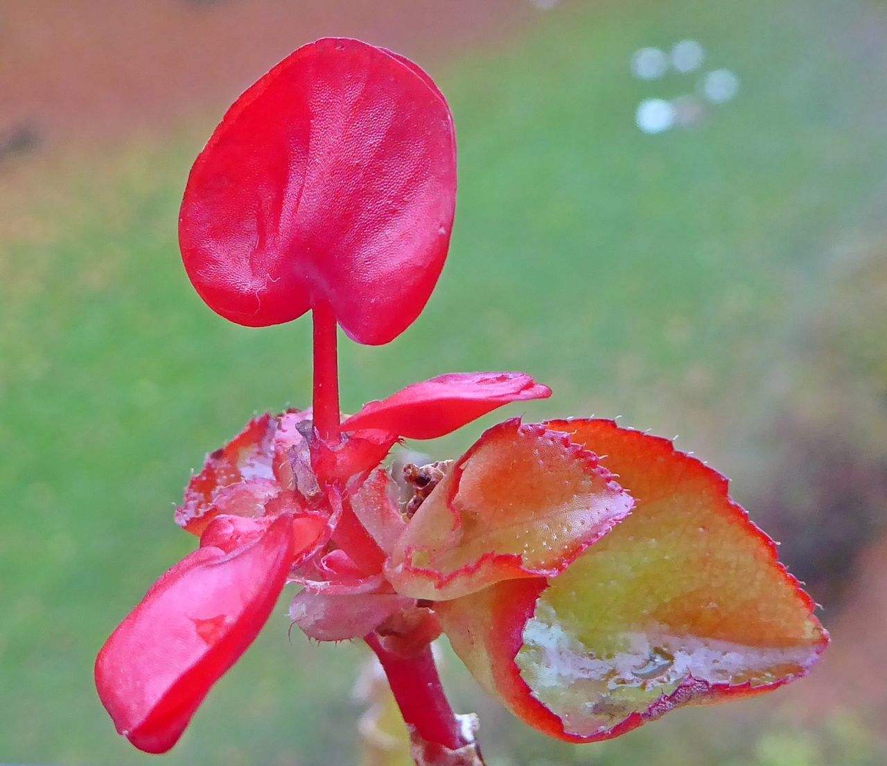 CLOSE-UP OF RED LEAF ON WATER