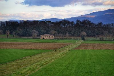 Scenic view of agricultural field against sky