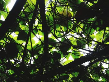 Low angle view of trees in forest