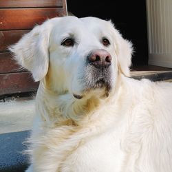 Close-up portrait of dog looking away