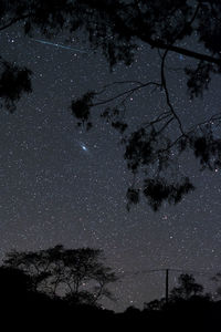 Low angle view of silhouette trees against sky at night