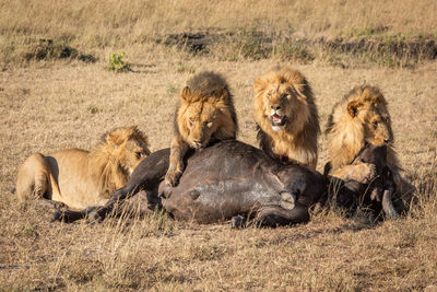 Lion family eating prey on field