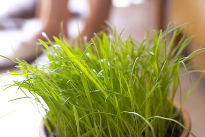 grass