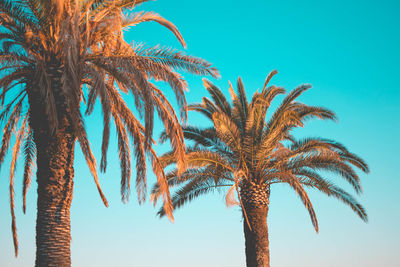 Low angle view of palm tree against clear blue sky