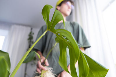 A young man holding mini monstera rhaphidophora. cultivation and caring for indoor potted plants.