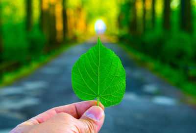 Close-up of hand holding leaf