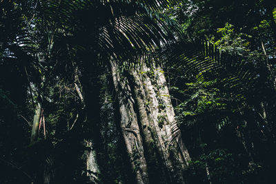 Low angle view of trees in forest