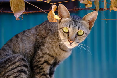 Close-up portrait of a cat looking away