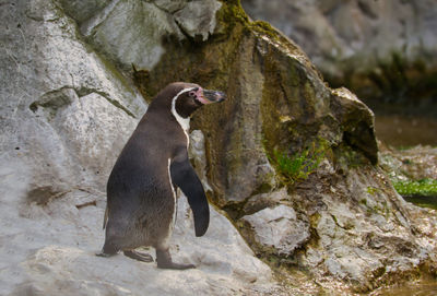 View of an animal on rock