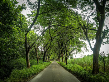 Road amidst trees