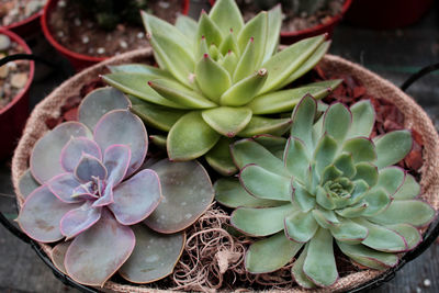 Succulents in a flower shop 