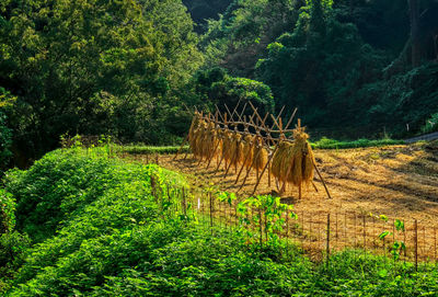 Plants growing on land in forest