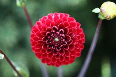 Close-up of red dahlia flower in park