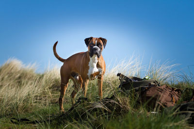 Portrait of dog on field