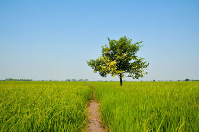 Scenic view of agricultural field against clear blue sky