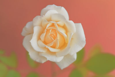 Close-up of white rose against red background
