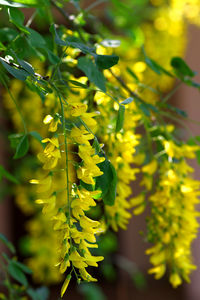 Close-up of yellow plant