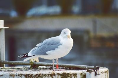 Close-up of seagull perching on retaining wall