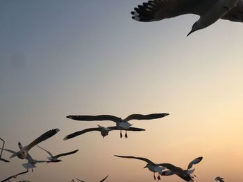 Low angle view of seagulls flying in sky