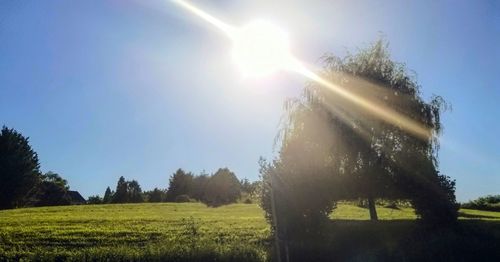 Sunlight streaming through trees on field during sunny day