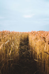 View of plants in field against sky