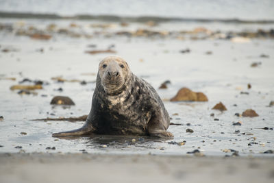 Portrait of an animal on beach