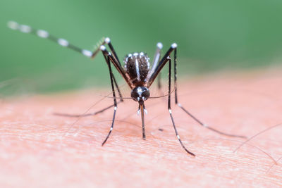 Close-up of insect