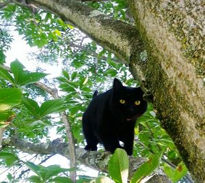 High angle view of cat