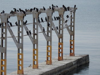 Pier with birds