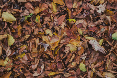 Carpet of autumn leaves in the forest