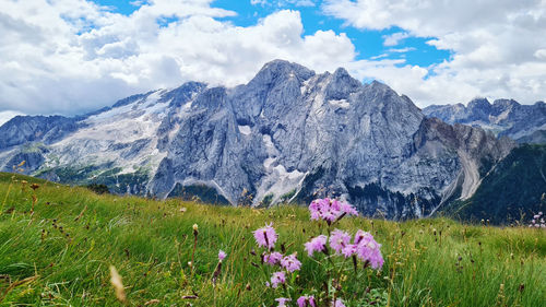 Scenic view of flowering plants in the mountains 