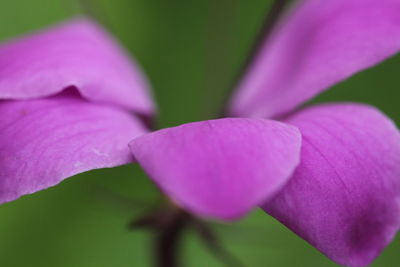 Close-up of pink flowers