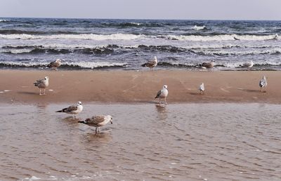 Seagull on beach