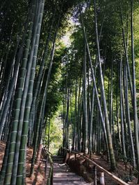 View of trees in forest