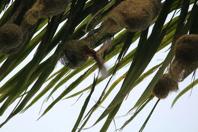 Low angle view of a plant