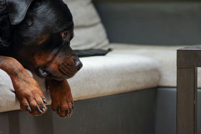 Close-up of dog resting on sofa at home