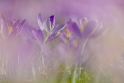 Close-up of purple crocus flowers on field