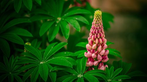 Close-up of pink flowering plant