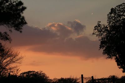 Low angle view of silhouette trees against sky at sunset