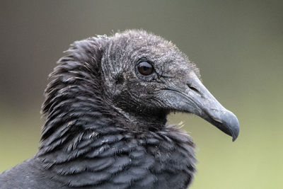 Black vulture close up portrait