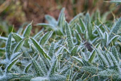 Close-up of frozen plant on field during winter