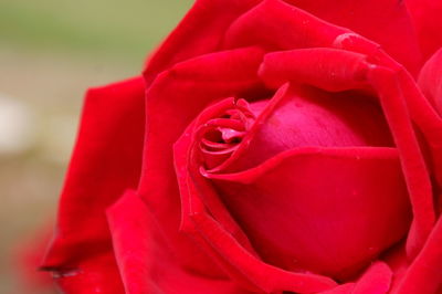 Close-up of red rose