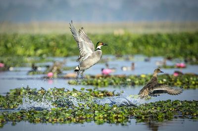 Close-up of bird in water