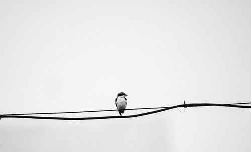 Low angle view of bird perching on cable against clear sky