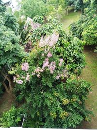 Flowering plants in garden