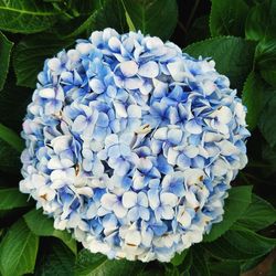 Close-up of purple hydrangea blooming outdoors