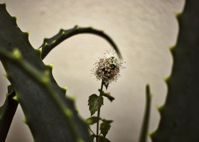 Close-up of flowering plant