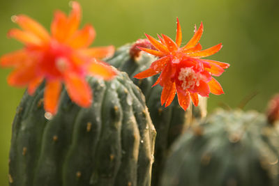 Close-up of orange flowering plant